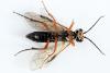 Tenthredo sp.